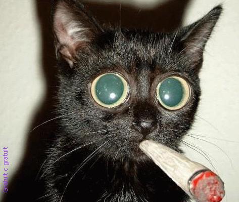 chat qui fume !!! mdr